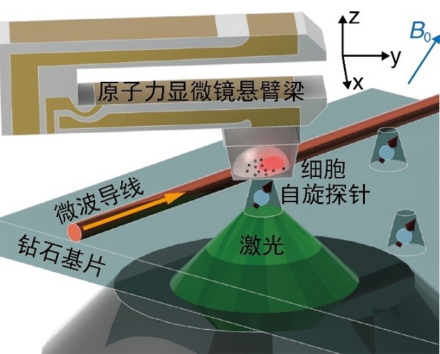 給肝癌細胞拍"超清寫真"，"鉆石傳感器"分辨率可達10納米