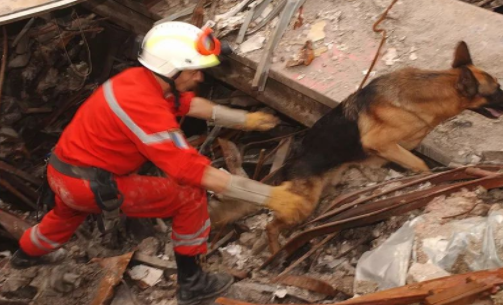 【傳感頭條】今日看點(diǎn)：犬式嗅覺傳感器探測(cè)地震廢墟下生命