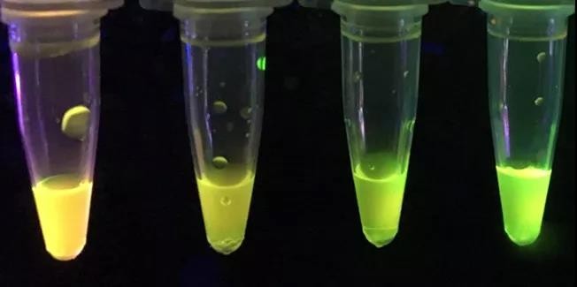 外國化學家開發(fā)新型紙質(zhì)傳感器，可檢測強效神經(jīng)毒素